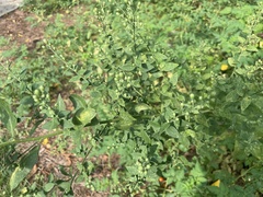 Symphyotrichum shortii