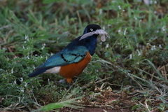 Lamprotornis superbus