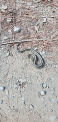 Thamnophis elegans terrestris
