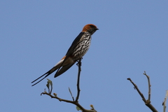 Cecropis abyssinica