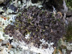 Nephroma tangeriense