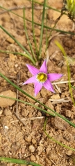 Romulea rosea