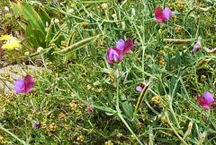 Lathyrus clymenum
