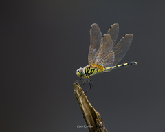 Trithemis pallidinervis