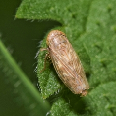 Euscelis