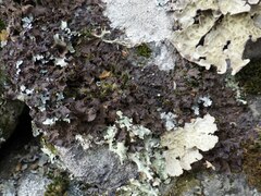 Nephroma tangeriense