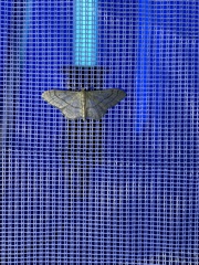 Idaea aversata