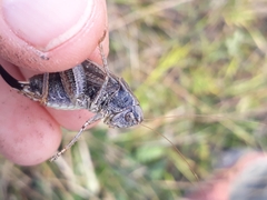 Platycleis albopunctata