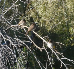 Pycnonotus nigricans