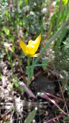 Tulipa sylvestris australis