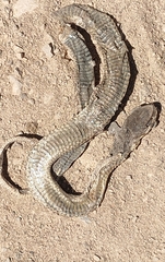 Malpolon monspessulanus