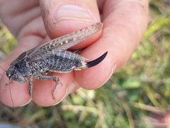 Platycleis albopunctata