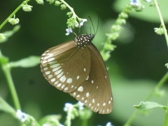 Euploea klugii