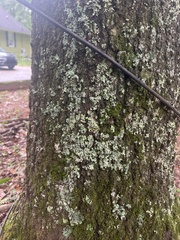 Phaeophyscia rubropulchra