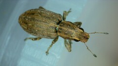 Sitona lepidus