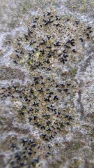 Opegrapha