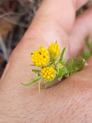Galatella linosyris