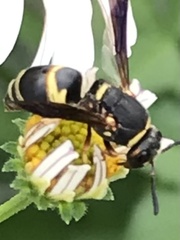 Euodynerus hidalgo