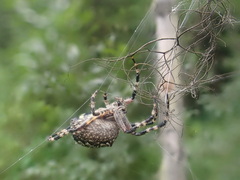 Araneus nordmanni