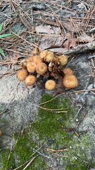 Kuehneromyces mutabilis