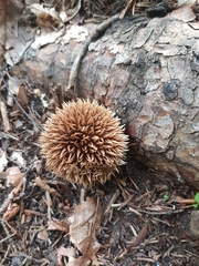 Lycoperdon echinatum