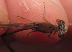 Ceriagrion katamborae