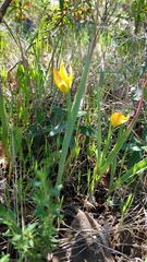 Tulipa sylvestris australis