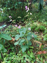 Desmodium marilandicum