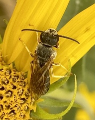 Halictus farinosus