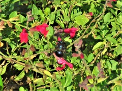 Xylocopa micans