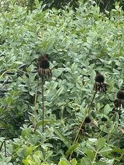 Echinacea