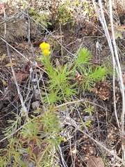 Galatella linosyris