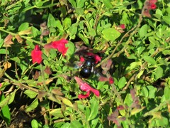 Xylocopa micans