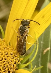 Halictus farinosus