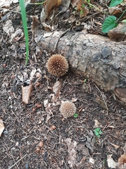 Lycoperdon echinatum