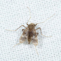 Psectrotanypus dyari