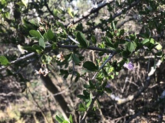 Ehretia rigida