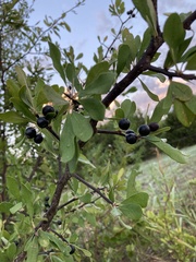 Forestiera pubescens