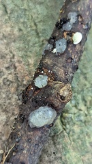 Myxarium nucleatum