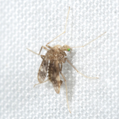 Psectrotanypus dyari