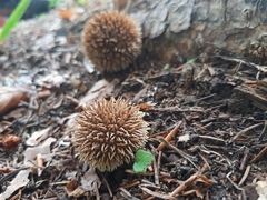 Lycoperdon echinatum