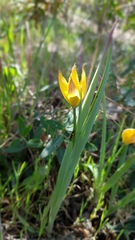 Tulipa sylvestris australis