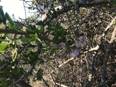 Ehretia rigida