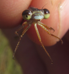 Ceriagrion katamborae