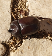 Phyllognathus excavatus