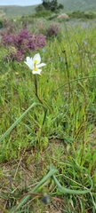 Moraea fugax