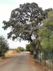Quercus rotundifolia