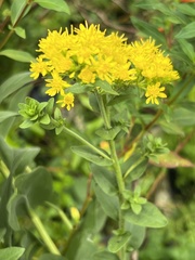 Solidago rigida