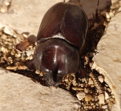 Phyllognathus excavatus