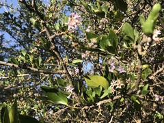 Ehretia rigida